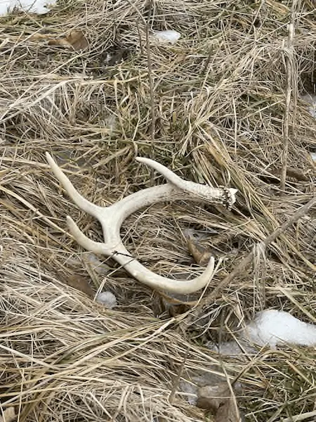 Get The Most Out of Shed Hunting | Find Shed Antlers