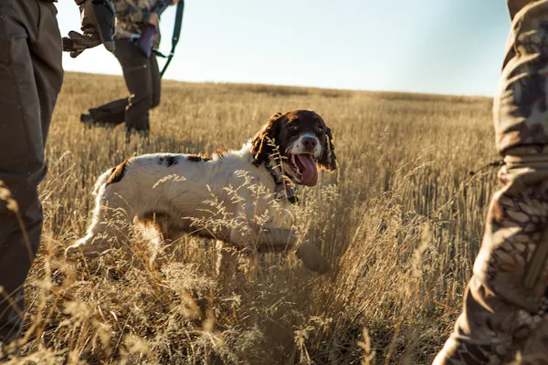 Early Season Gun Dog Care: Keeping Your Hunting Partner Safe While Hunting In The Heat