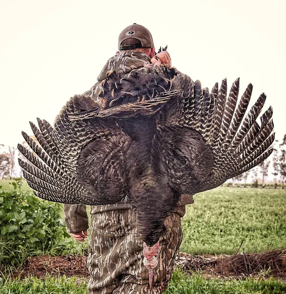 4 Ways to Tell The Difference Between a Jake and a Tom for Turkey Hunting