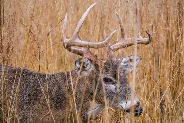 Deer Hunting for Beginners | 5 Tips for Every New Deer Hunter