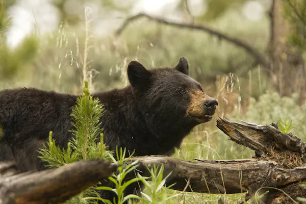 Embracing Ignorance: Examining the New Jersey Black Bear Hunt Ban