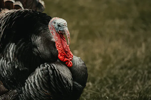 Turkey Hunting Gear for Beginners | Turkey Camo, Boots, Calls, & Blinds