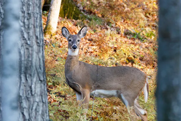 Camera Gear Setups To Film Your Deer Hunts | Tactacam