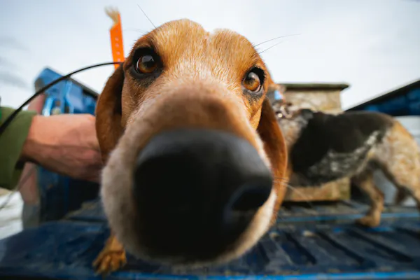 The Science of Scent: How Hounds Smell | Understanding how hunting dogs use scent to track wild game