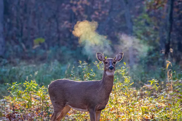 How Deer Hunting Helps the Environment | Funding, Education, Population Control & More