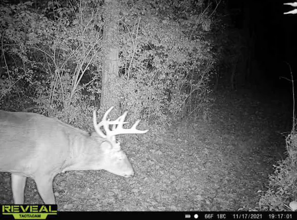 Hunting Deer Without Food Plots or Bait | Trail Camera Placement & Movement Patterning
