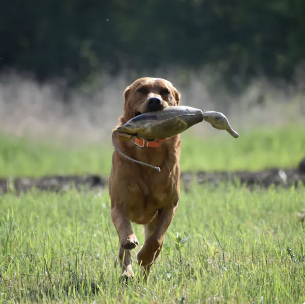3 Things To Get Your Hunting Dog Ready 