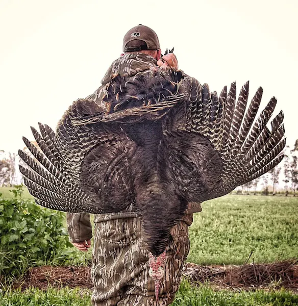 4 Ways to Tell The Difference Between a Jake and a Tom for Turkey Hunting