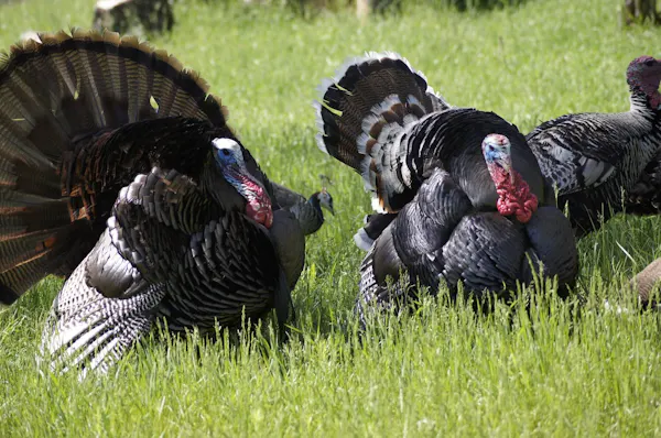 Turkey Hunting on Public Land | Scouting & Calling Tips