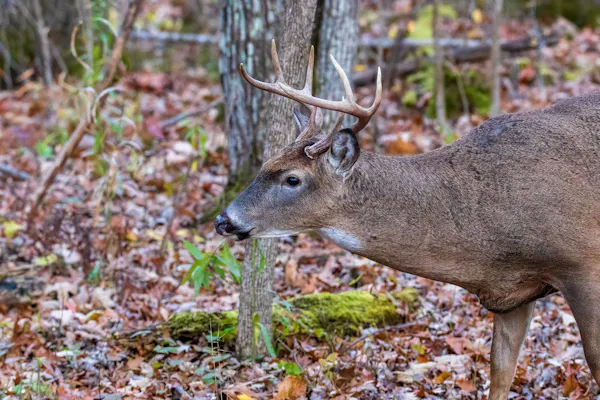 What Are The Best Times to Hunt Deer | Morning vs Evening Whitetail Hunting