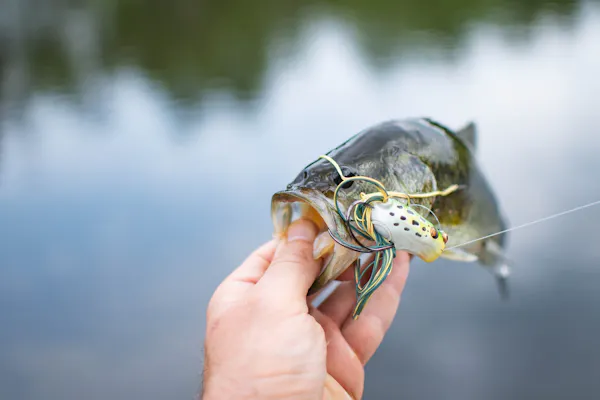 The Bass Fishing Guide For Beginners | Lures, Strategy & Tips
