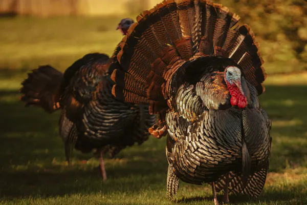 Fall vs. Spring Turkey Hunting