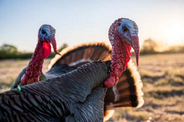 Run and Gun Turkey Hunting Method | Plan, Be Mobile & Talk Turkey