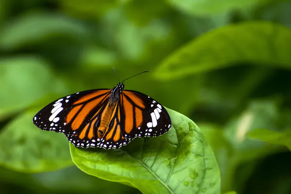 The Importance of Butterfly Habitat to Hunters