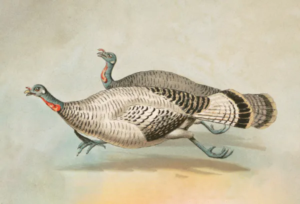 History of The Wild Turkey | The Greatest Conservation Success Story The US Has Ever Seen