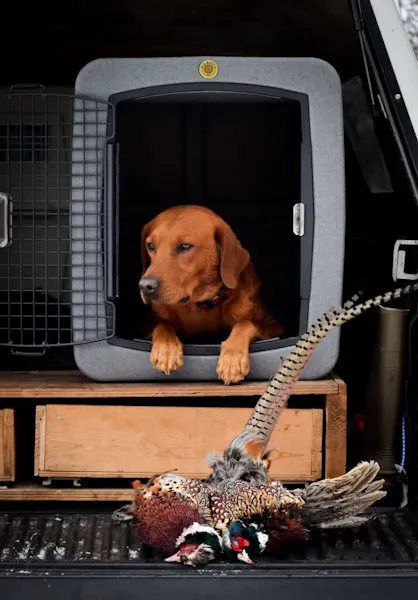 Traveling With Your Gun Dog